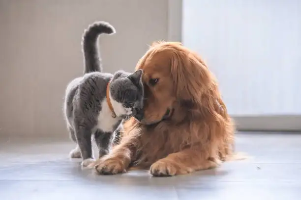 Vrei să-ți iei un animal de companie? Iată ce trebuie să știi