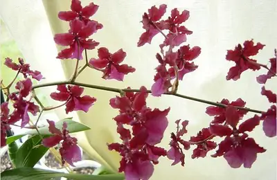 Orchid - How to Care for This Wonderful Flower?