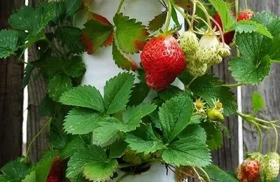 How to Grow Strawberries in a PVC Pipe