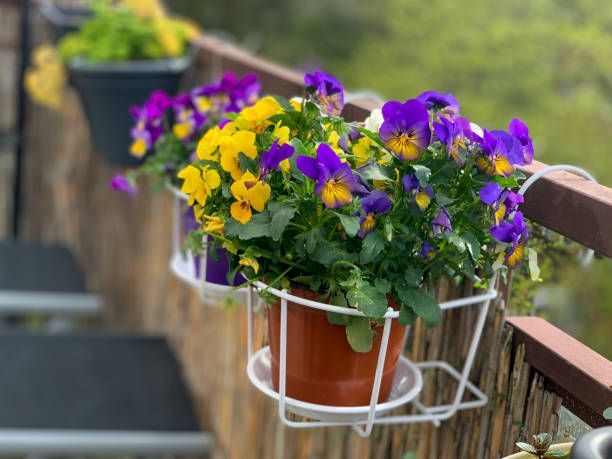 Care sunt cele mai potrivite ghivece cu flori de scos primăvara pe balcon