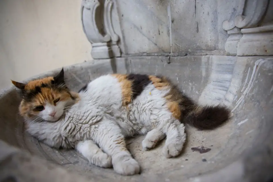 Cum să ai grijă de pisica ta în timpul sezonului cald – Sfaturi pentru a te asigura că pisica ta rămâne sănătoasă și fericită în timpul verii