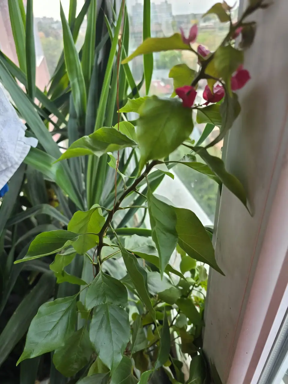 Grădina la adăpost. Ghidul meu pentru protejarea plantelor sensibile de iarnă (fără seră, dar cu multă grijă)