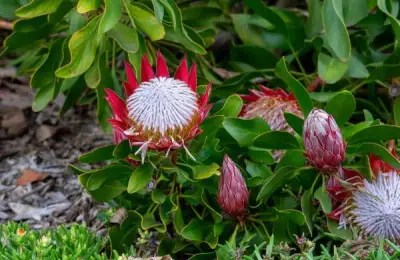Plants for Avant-Garde Garden Design