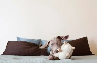 How to Protect Your Sofa if You Have a Dog or Cat