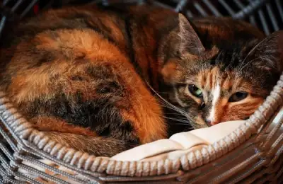 Home and Cats: The Intimate Universe Where Time Stands Still