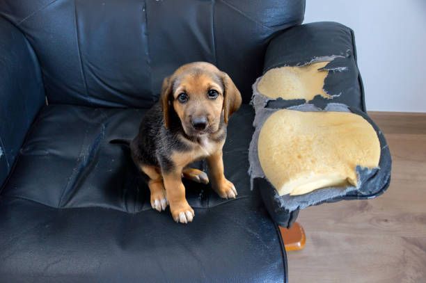 How to Always Have a Clean Home When You Have Pets
