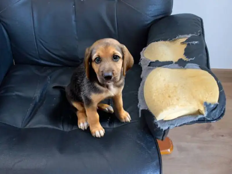 Cum să ai oricând o casă curată dacă ai animale de companie