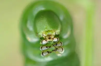 Natural Tricks and Solutions for a Garden Free of Insects and Pests