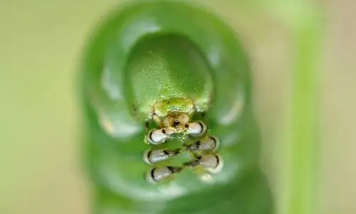 Trucuri si solutii naturale pentru o gradina fara insecte si daunatori
