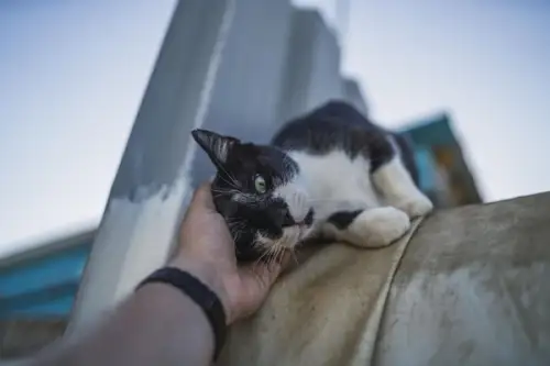 Bucuria adopției: povestea emoționantă a salvării unei pisici și recompensa incomensurabilă a dragostei și recunoștinței primite în schimb.