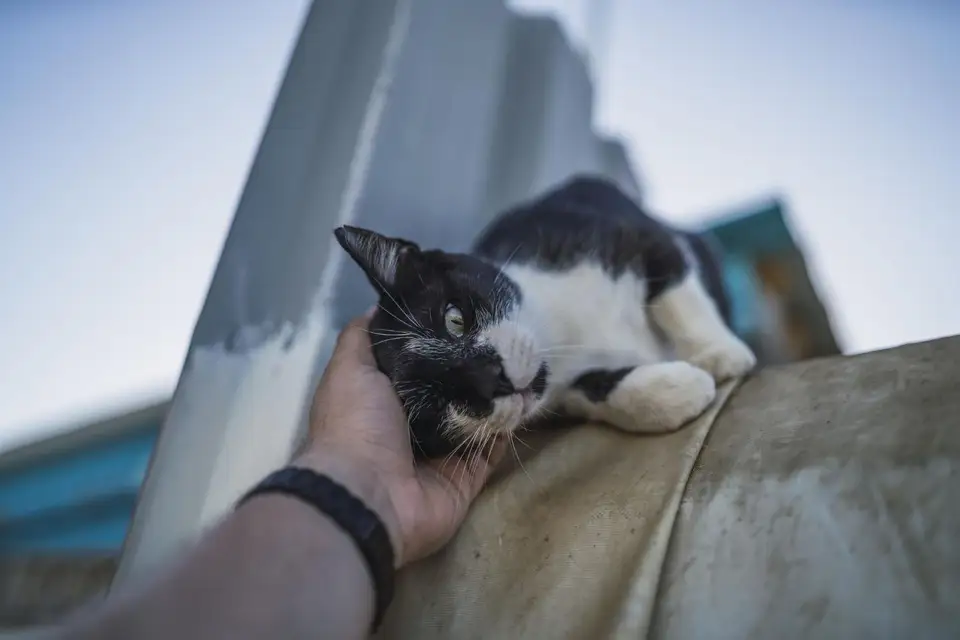 Bucuria adopției: povestea emoționantă a salvării unei pisici și recompensa incomensurabilă a dragostei și recunoștinței primite în schimb.