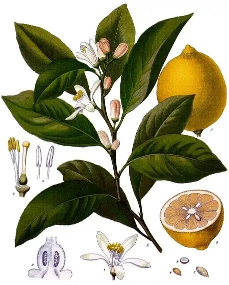 An Easy Method for Growing Oranges and Lemons from Seed (VIDEO)