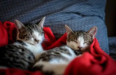 5 Tips to Make Your Cat Feel Loved at Home