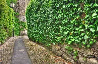 Choosing the Right Plant Species for a Hedge and How to Plant and Maintain It