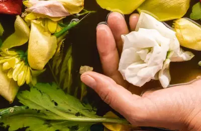 The Importance of Houseplants: Health and Wellbeing Benefits