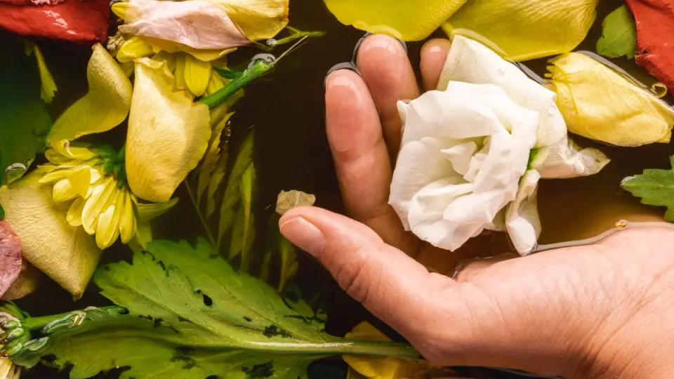 The Importance of Houseplants: Health and Wellbeing Benefits