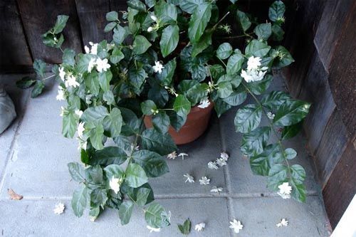 Tips for Eliminating Unpleasant Odors in the Home