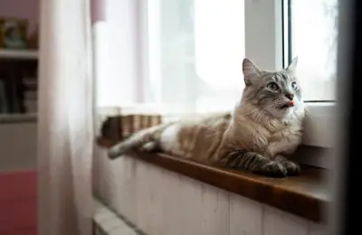 Top 10 Pets That Easily Adapt to Apartment Living