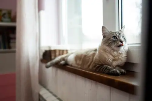 Top 10 animale de companie care se obișnuiesc ușor cu traiul la bloc