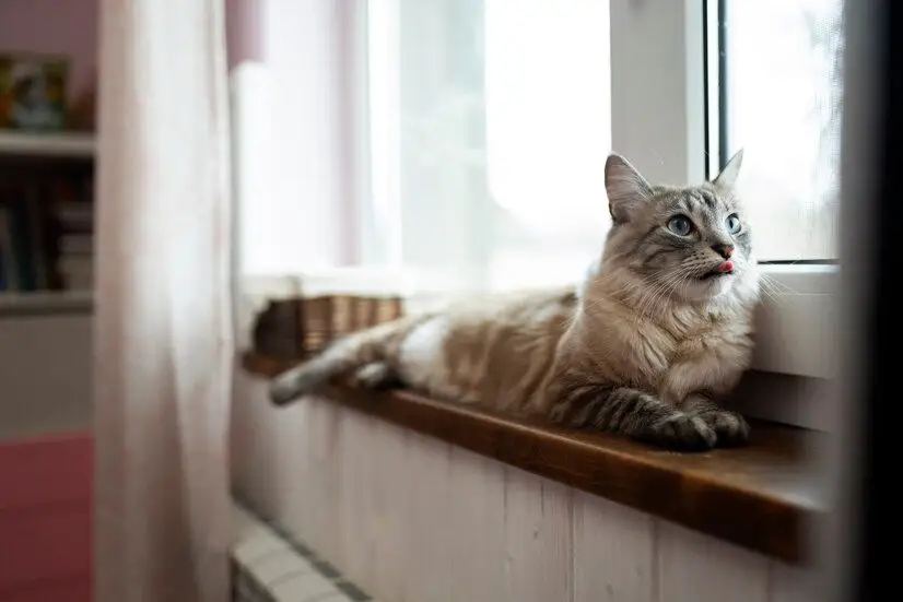 Top 10 animale de companie care se obișnuiesc ușor cu traiul la bloc