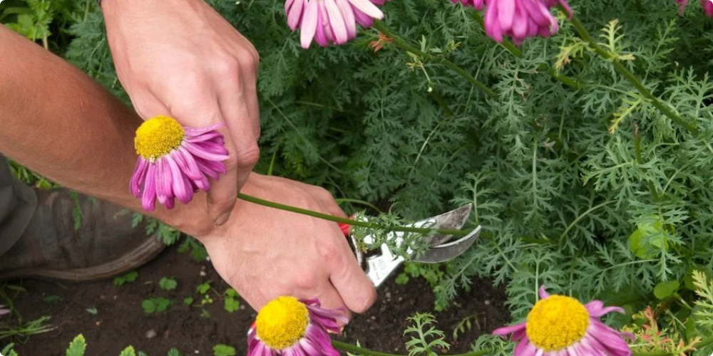 Tăierea și curățarea plantelor perene toamna și primăvara