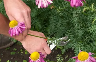 Tăierea și curățarea plantelor perene toamna și primăvara