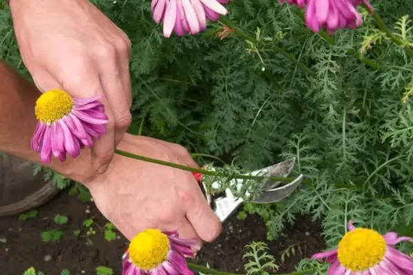 Tăierea și curățarea plantelor perene toamna și primăvara