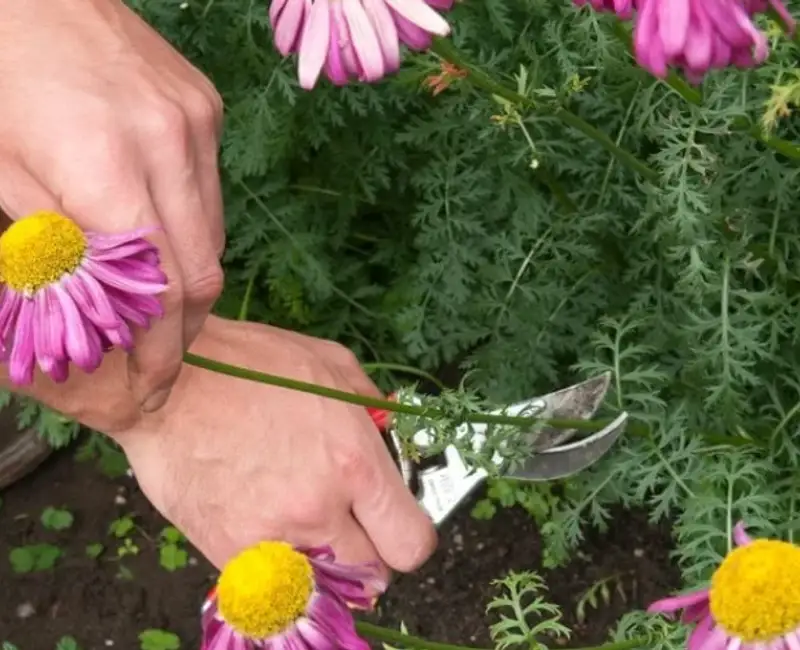 Tăierea și curățarea plantelor perene toamna și primăvara