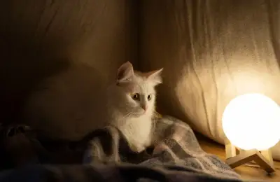 Garden Lighting: Safety and Aesthetics for You and Your Cat