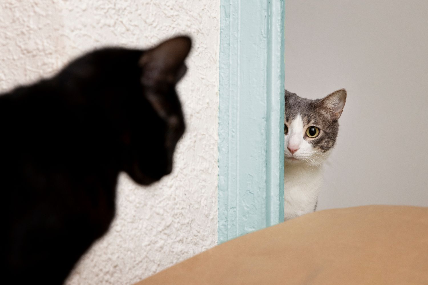 Caring for an Indoor Cat: Guides on Nutrition, Hygiene, and Health for Cats Living Exclusively Indoors