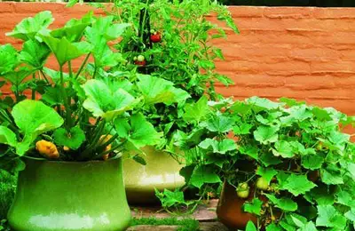 How to Use Baking Soda in the Garden