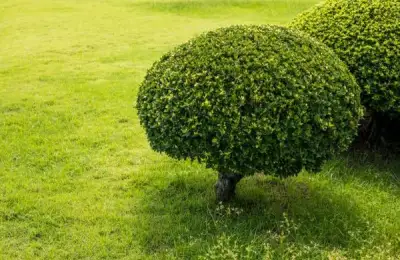 Ornamental Shrubs for a Small Yard: Types and Recommendations