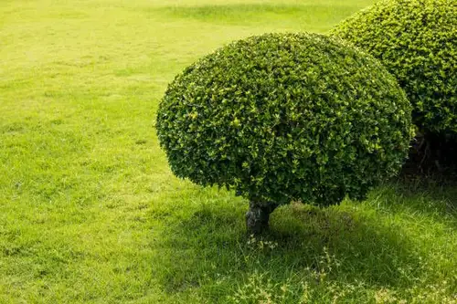 Arbuști ornamentali pentru o curte mică-tipuri și recomandări