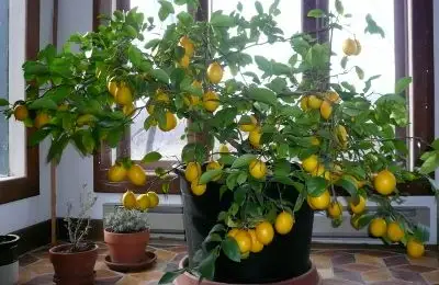 Planting Dwarf Lemon Trees and Other Citrus Fruits