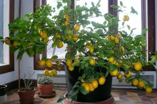 Cum se planteaza lamaiul pitic si alte citrice?