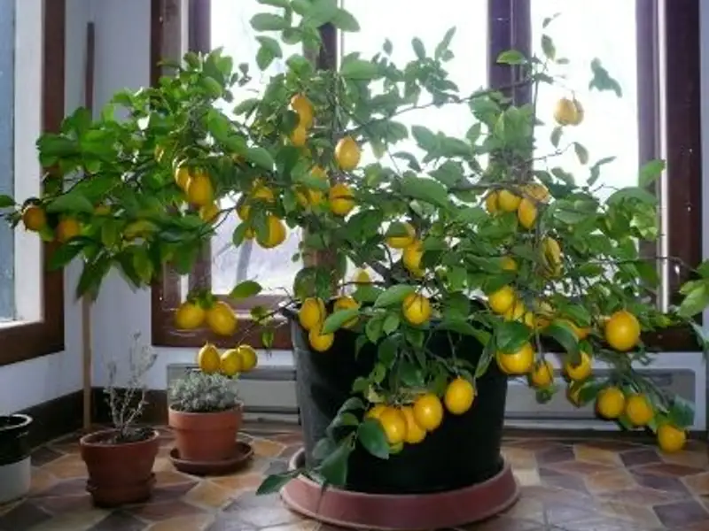 Cum se planteaza lamaiul pitic si alte citrice?