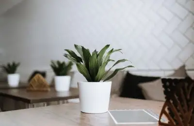 Top 15 Indoor Plants for Beautifying Your Home