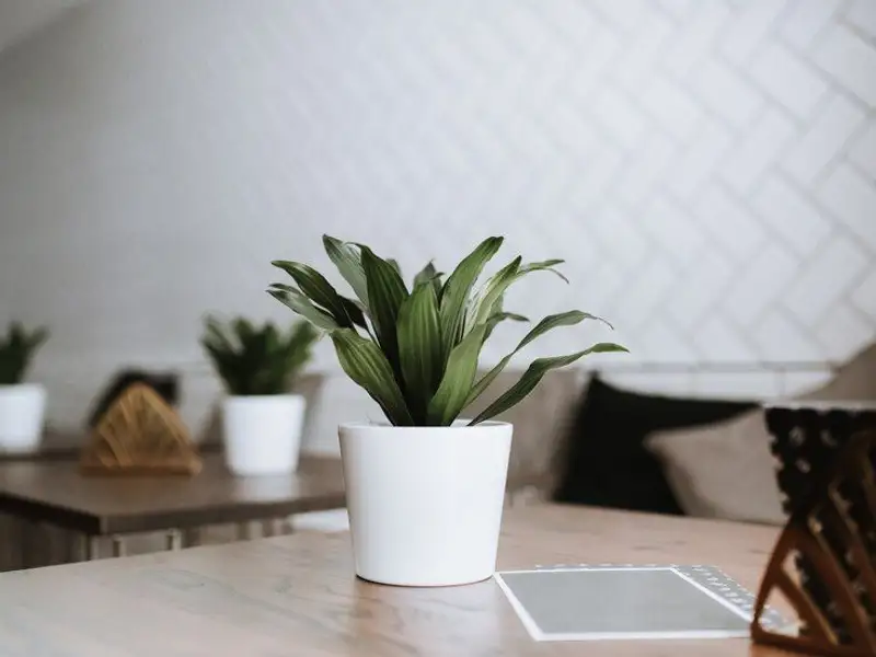 Top 15 plante de interior ideale pentru înfrumusețarea aspectului casei