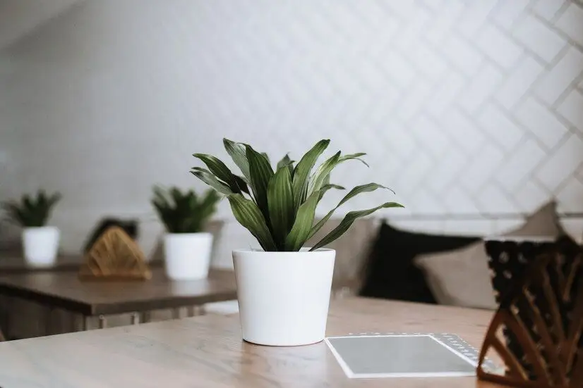Top 15 plante de interior ideale pentru înfrumusețarea aspectului casei