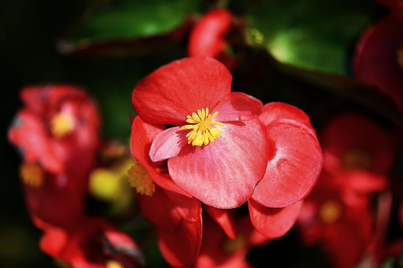 Grădina de vară visată: 5 flori spectaculoase din bulbi ușor de plantat primăvara