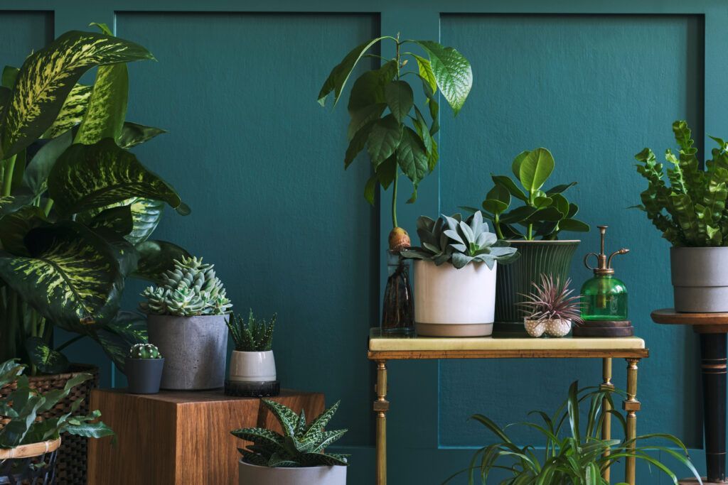 Plants That Bring Luck and Money: Must-Haves for Your Home to Attract Freshness