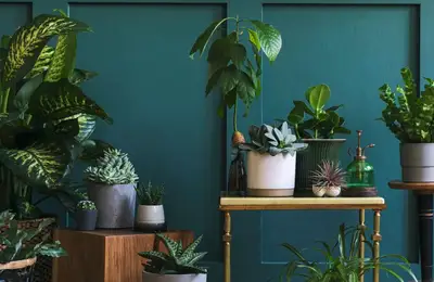 Plants That Bring Luck and Money: Must-Haves for Your Home to Attract Freshness