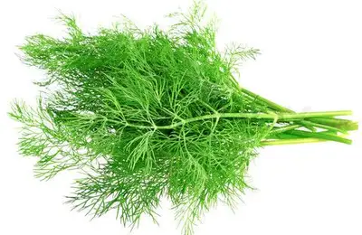 Dill: An Essential Condiment in the Kitchen