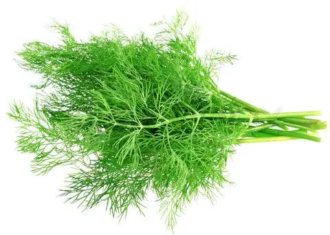 Dill: An Essential Condiment in the Kitchen