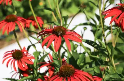 Plante de balcon care salvează polenizatorii: 5 metode simple pentru grădinăritul urban