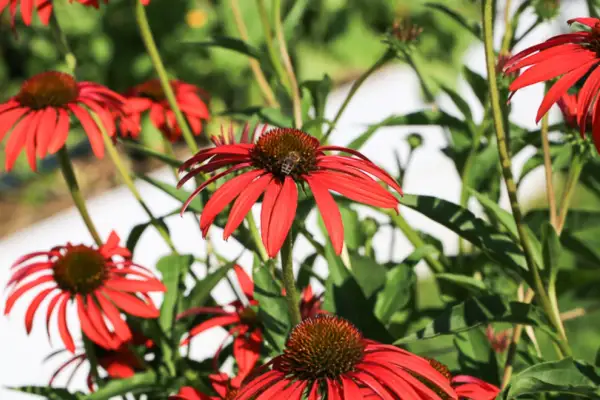 Plante de balcon care salvează polenizatorii: 5 metode simple pentru grădinăritul urban