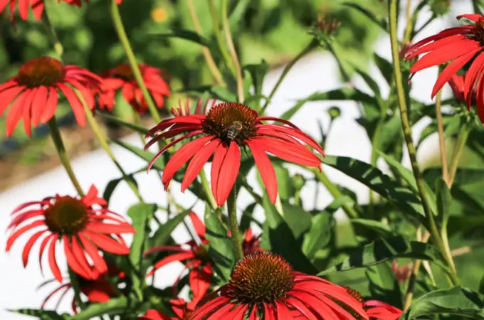 Plante de balcon care salvează polenizatorii: 5 metode simple pentru grădinăritul urban