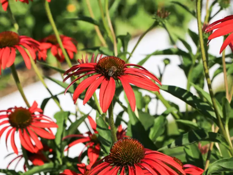Plante de balcon care salvează polenizatorii: 5 metode simple pentru grădinăritul urban