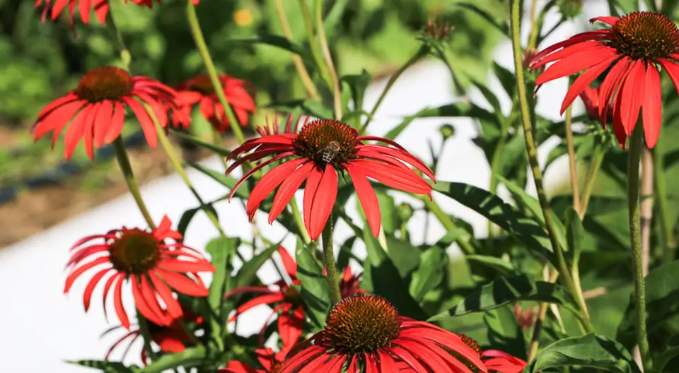 Plante de balcon care salvează polenizatorii: 5 metode simple pentru grădinăritul urban
