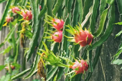Fructul dragonului – ghid practic pentru ingrijirea si plantarea acestuifruct exotic in gradina ta